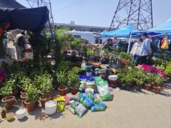 -中环花鸟鱼虫市场