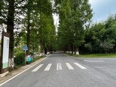 -黄海国家森林公园