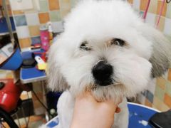 -米苏动物医院·犬猫专科·骨科外科内窥镜