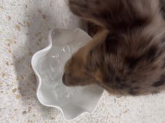 -帕帕拉兹宠物(亚洲旗舰店)