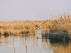 -盐城丹顶鹤湿地生态旅游区