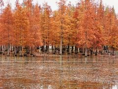 -白鹭湾湿地公园