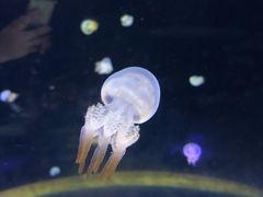 -泉城欧乐堡海洋极地世界