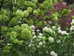 -铁山坪森林公园