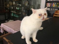-吉丁鸟咖·异宠·寄养