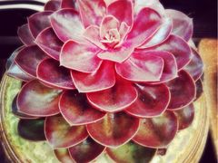 iphone_upload_pic-双季花艺园艺市场(浦东店)