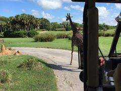 -奥兰多迪士尼动物王国乐园
