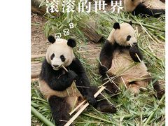 -成都大熊猫繁育研究基地