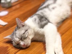 -猫小院猫主题餐厅(三里屯店)