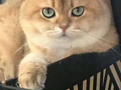 -东方名猫馆·英短金渐层布偶猫舍(环线广场1号楼店)