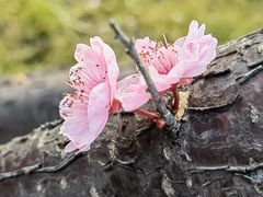 -南山植物园