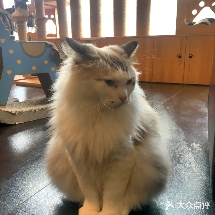 尤其是在自己忙碌一天休息的时候撸个猫解个乏