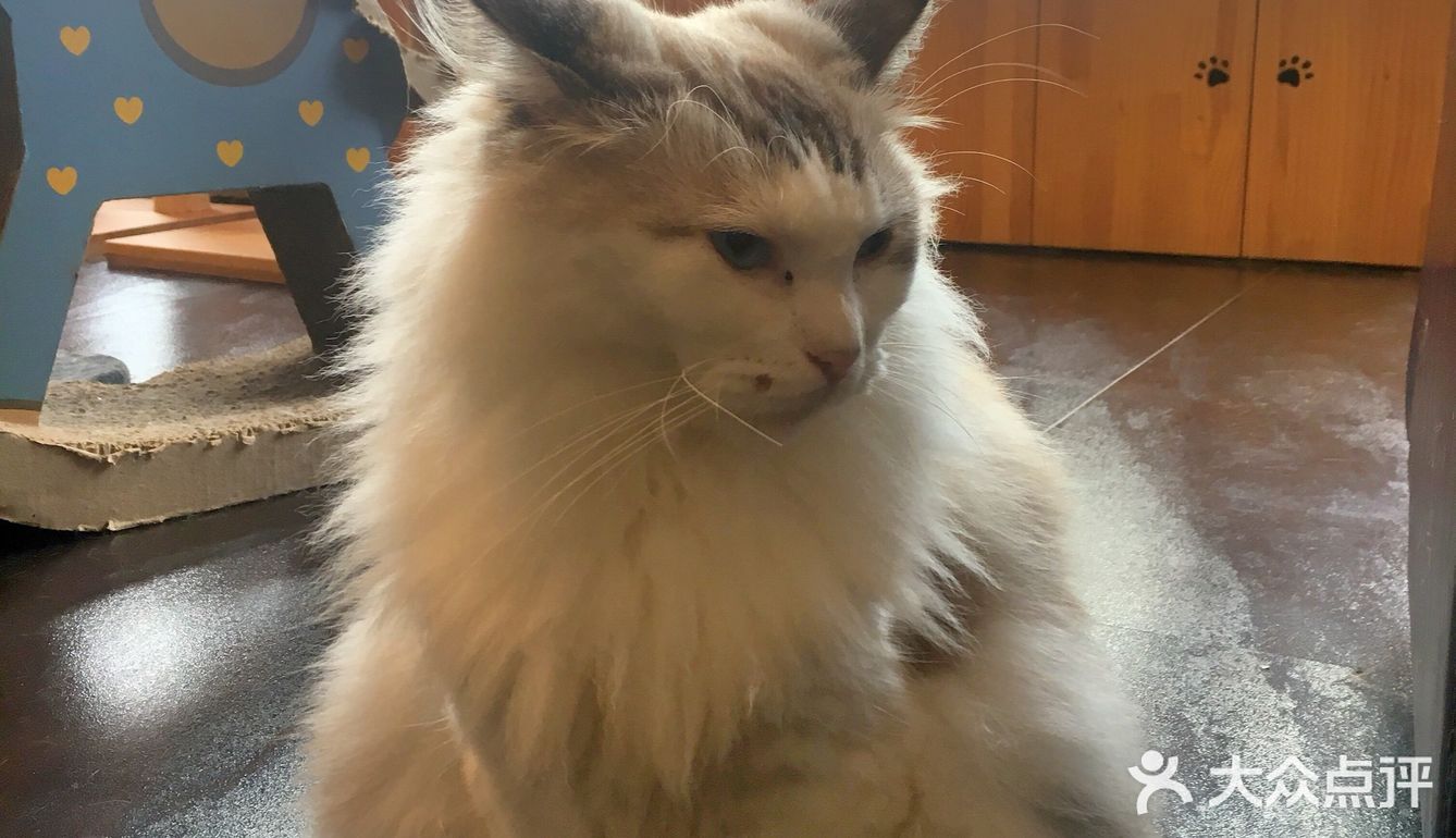 尤其是在自己忙碌一天休息的时候撸个猫解个乏