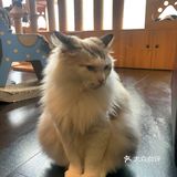 尤其是在自己忙碌一天休息的时候撸个猫解个乏