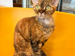 -有喵·猫咖·狗咖·40+猫狗有小奶狗(岗厦店)