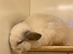 -龙猫仔乐园(惠福东路店)