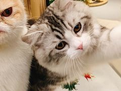 -飞行喵MR PILOT|猫舍·猫咖(静安大融城店)