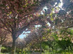 -古柏渡丰乐樱花园