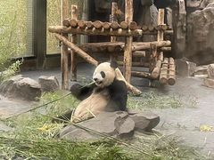 -上海野生动物园