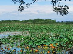 -泗洪洪泽湖湿地景区