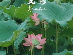 -资政大夫祠