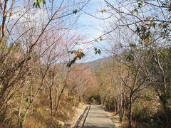 -梁野山景区