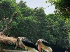 -广州长隆飞鸟乐园
