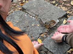 -五营红松林海景区