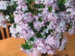 -循礼门鲜花花市(武汉循礼门店)