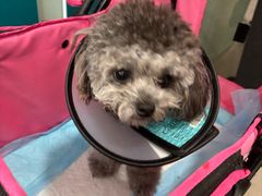 -佳雯宠物医院·皮肤科·内外科(春晓路分院)