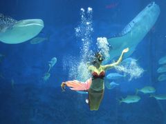 -烟台海昌鲸鲨海洋公园