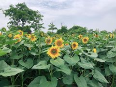-上海杨姆庄园