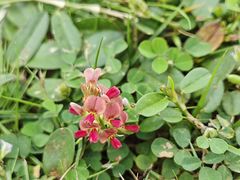-东莞植物园
