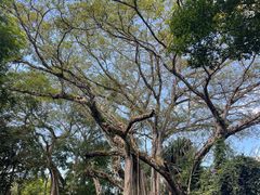 -瑞丽独树成林风景区