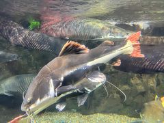 -太平洋海底世界