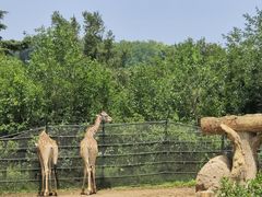 -大连森林动物园