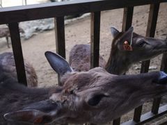 -栾川竹海野生动物园
