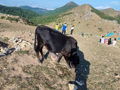 -大姆山草场