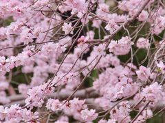-桃花堤公园