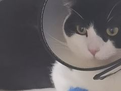 -博特宠物医院24h犬猫全科.骨科·异宠
