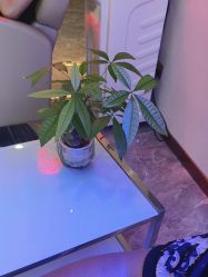 -碧莲盛·不剃发植发
