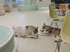 -怪兽屋·羊驼·猫咖·狗咖(俊华广场店)