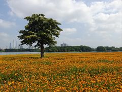 -海珠湖公园