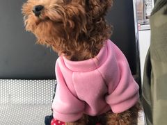 -宠颐生中康贝怡动物医院