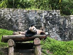 -都江堰中华大熊猫苑