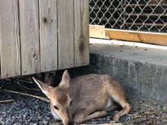 -鹿境梅花鹿生态园区