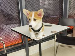 -怪兽屋·羊驼·猫咖·狗咖(俊华广场店)