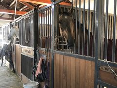 -北京群众马术培训基地