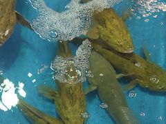 -旗鱼海番村(Orang Asli)