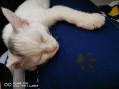 -宠颐生宠物医院·心肾内科·猫专科诊疗中心宠巢店